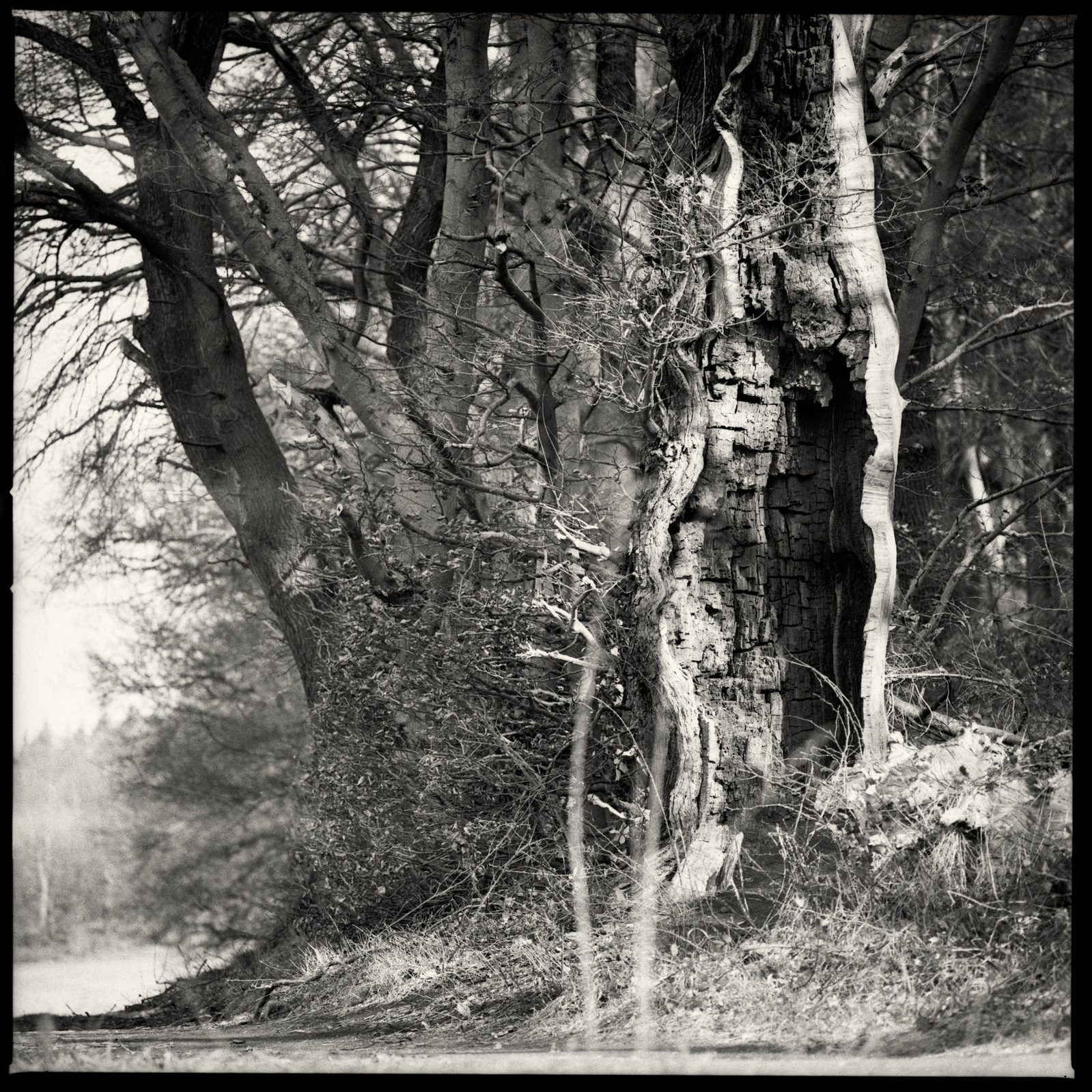 an old oak, an open mindet soul,tree,oak,old tree, visible inner life