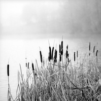 Rohrkolben im Dunst an einem Seeufer in der Eifel.
Bulrushes in the fog on the lakeshore in the Eifel