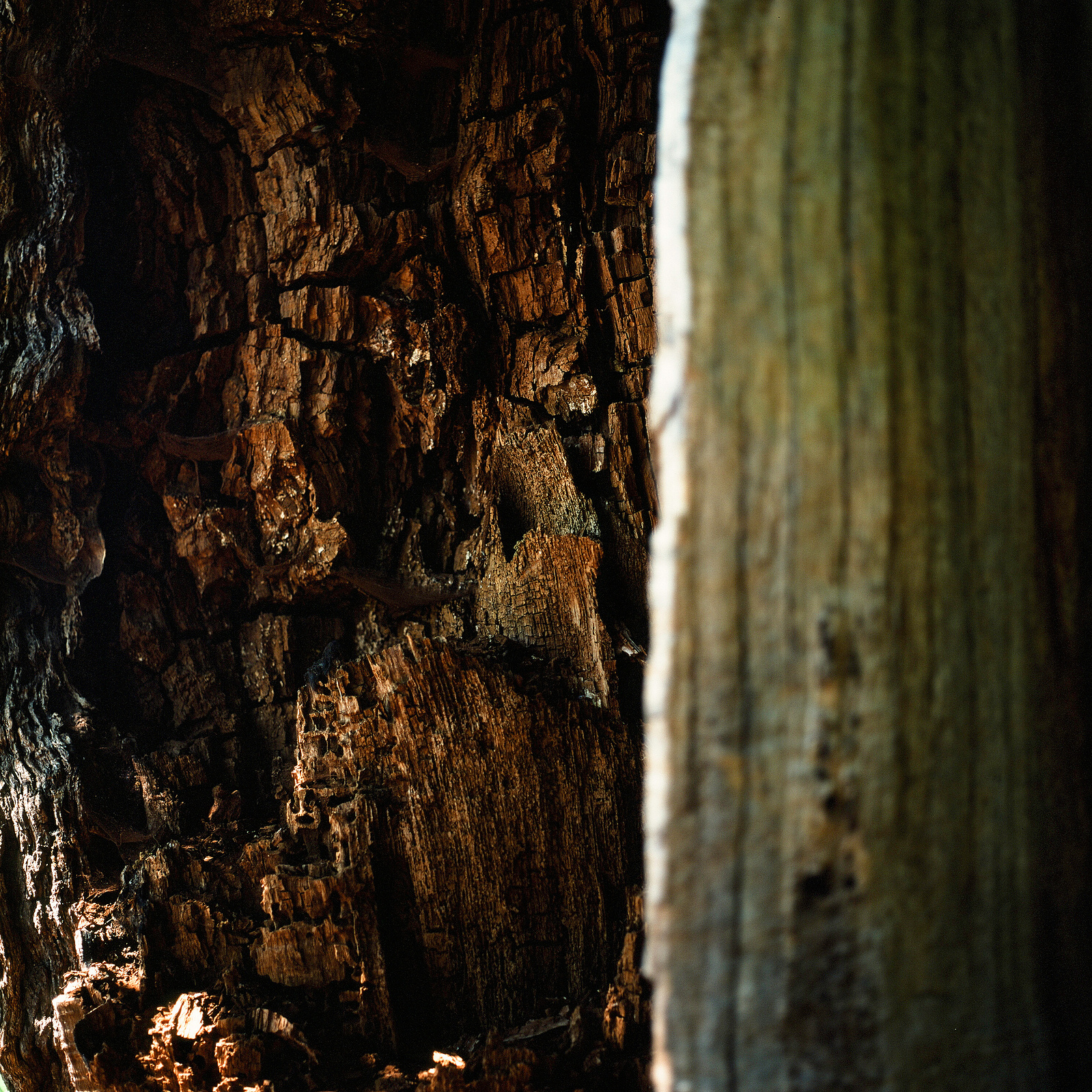an old oak, an open mindet soul,tree,oak,old tree, visible inner life