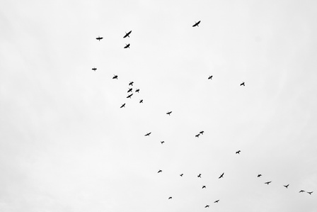 Manchurian cranes