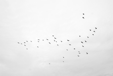 Manchurian cranes