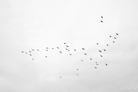 Manchurian cranes