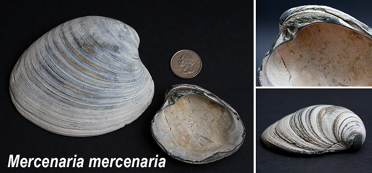 Northurn quahog seashells found on New Jersey beach.