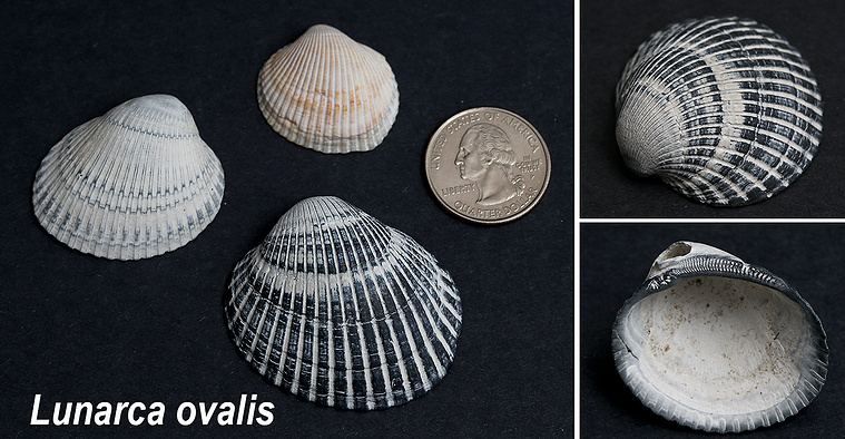Blood ark seashells found on New Jersey beach.
