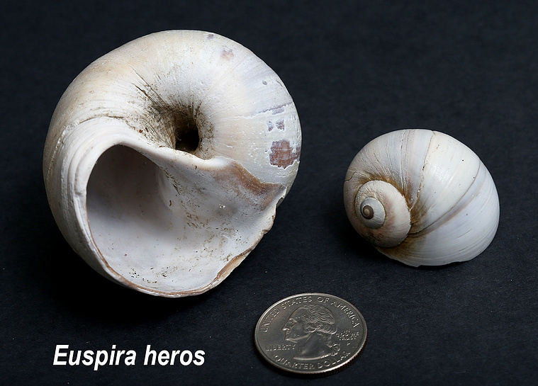 Northern moonsnail seashells found on New Jersey beach.