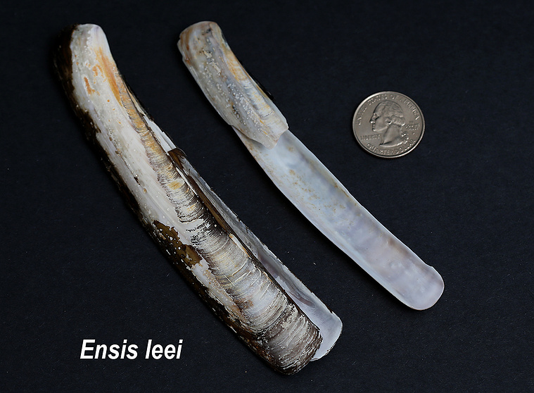 Atlantic razor clam or Atlantic jackknife seashells found on New Jersey beach.