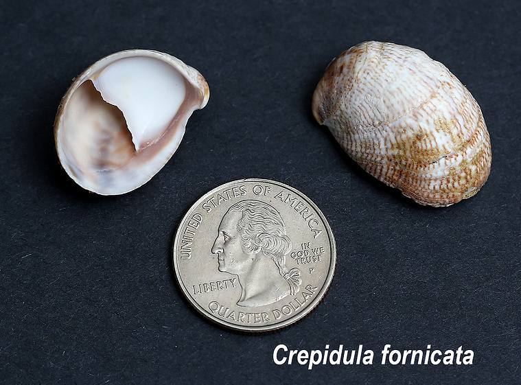 Common slipper shell or oyster-pest seashells found on New Jersey beach.