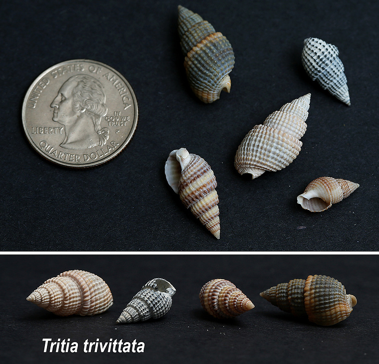 Threeline mudsnail seashells found on New Jersey beach.