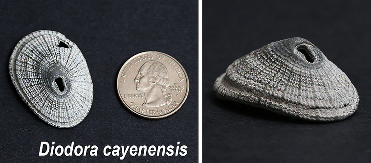 Cayene keyhole limpet seashells found on New Jersey beach.