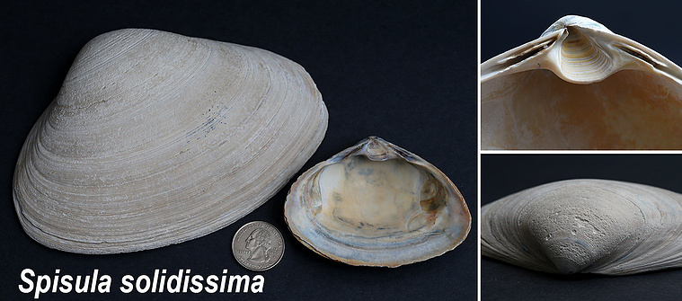 Atlantic surf-clam seashells found on New Jersey beach.