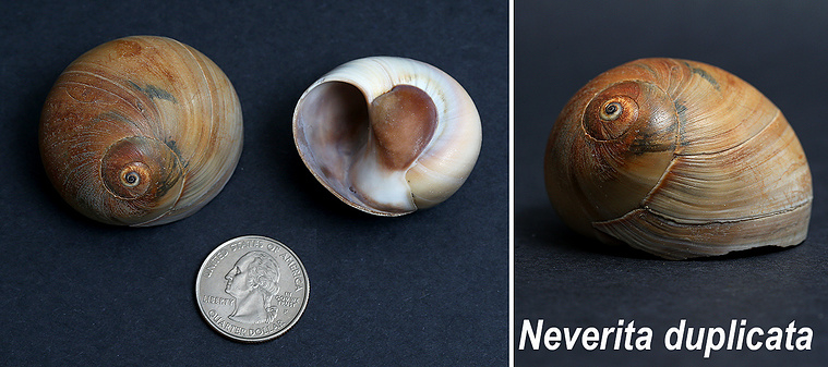 Shark eye moon snail seashells found on New Jersey beach.