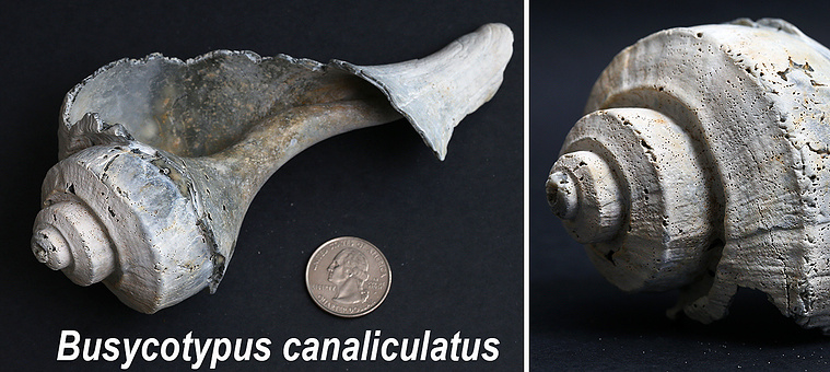 Channeled whelk seashell found on New Jersey beach.