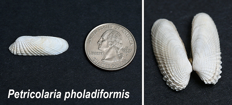 False angelwing or American piddock seashells found on New Jersey beach.