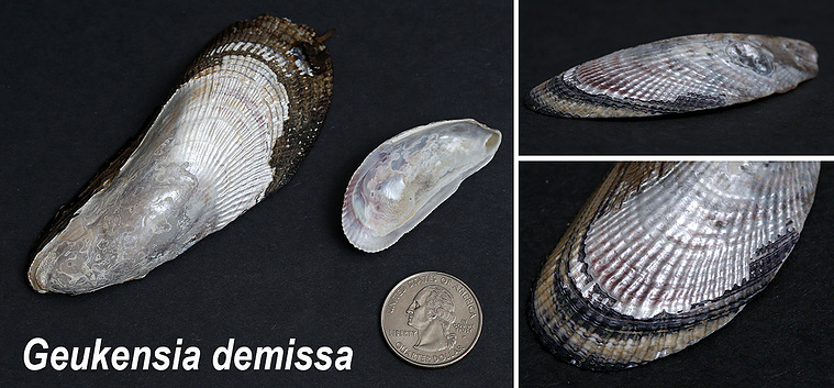 Ribbed mussel seashells found on New Jersey beach.