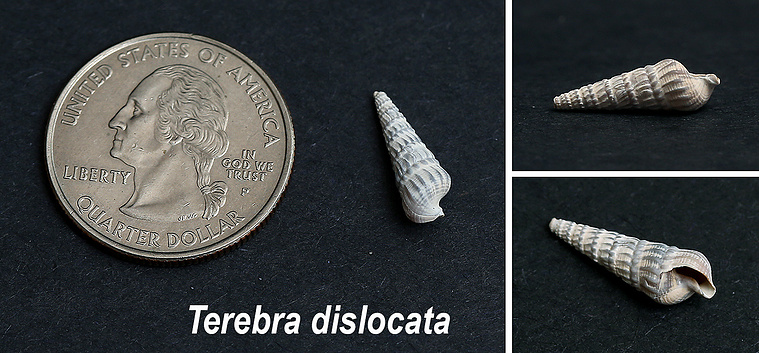 Eastern auger seashells found on New Jersey beach.