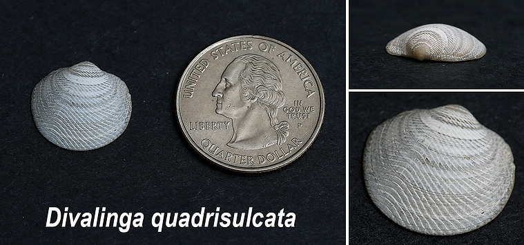 Cross-hatched lucine seashells found on New Jersey beach.