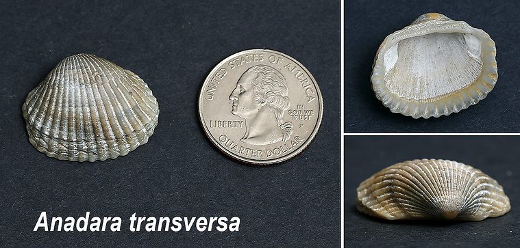Transverse ark seashells found on New Jersey beach.