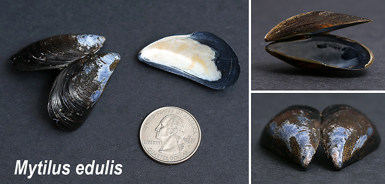 Blue mussel seashells found on New Jersey beach.