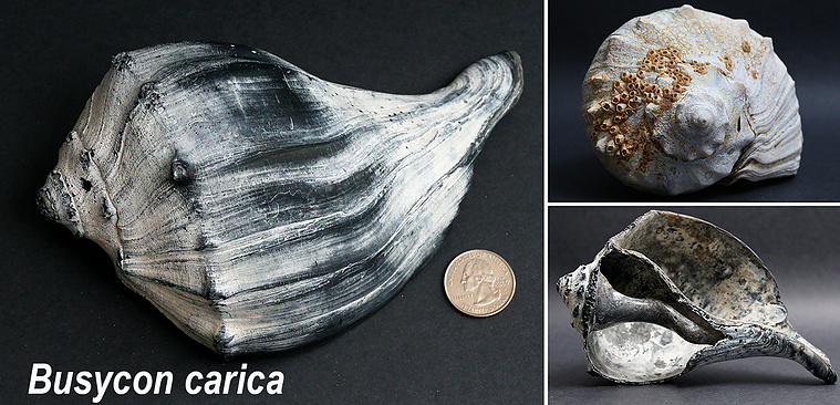 Knobbed whelk seashells found on New Jersey beach.