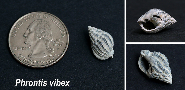 Bruised nassa seashells found on New Jersey beach.