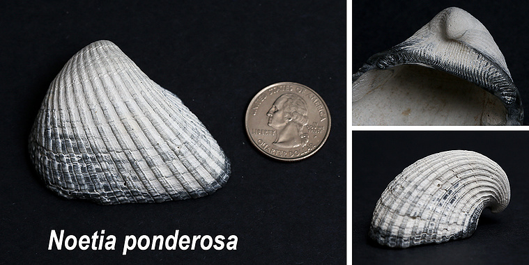 Ponderous ark seashells found on New Jersey beach.