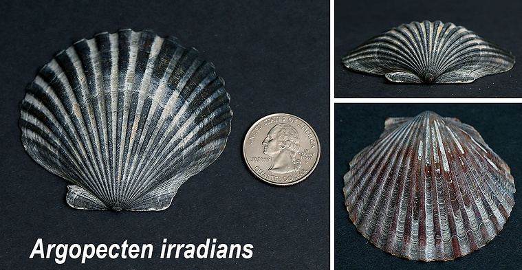 Bay scallop seashells found on New Jersey beach.