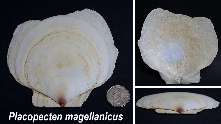 Sea scallop seashells found on New Jersey beach.