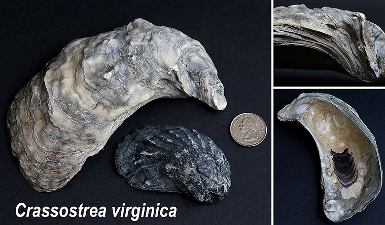 Eastern oyster seashells found on New Jersey beach.