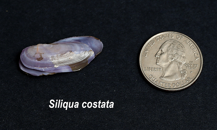 Atlantic razor seashells found on New Jersey beach.