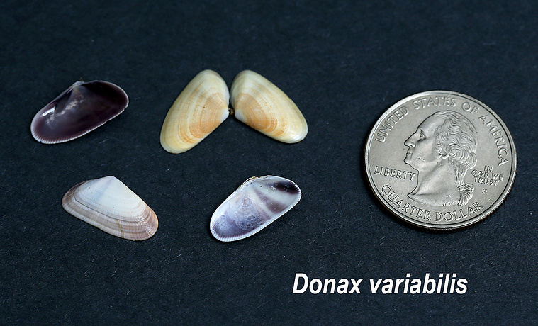 Variable coquina seashells found on New Jersey beach.
