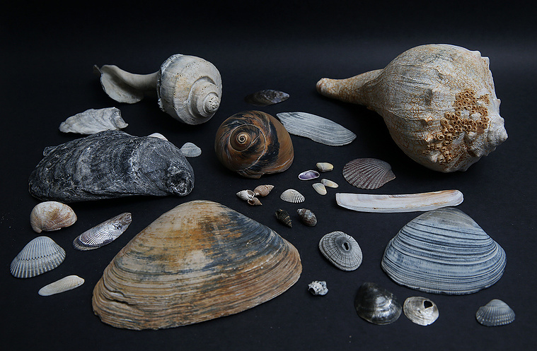 Whelk, moonsnail, mudsnail, oyster, mussel, slipper snail, ark, limpet, clam, quahog, coquina, angelwing, scallop, razor seashells found on New Jersey beach.
