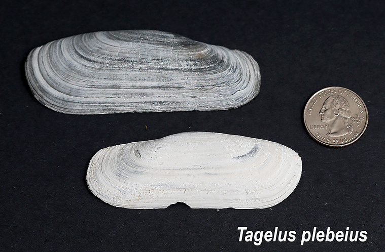 Stout tagelus seashells found on New Jersey beach.