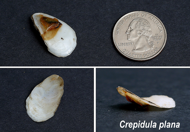 Eastern white slippersnail seashells found on New Jersey beach.