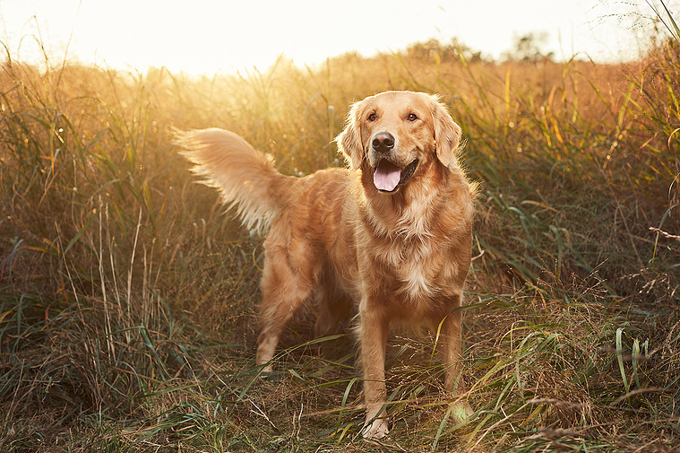 Yellow golden retriever dog standing in long grass at sunset