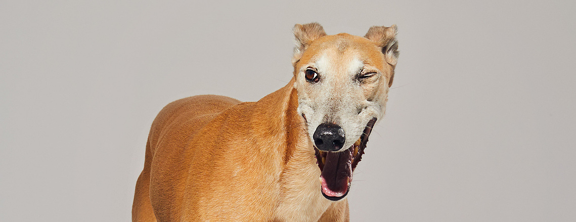 Orange greyhound dog winking