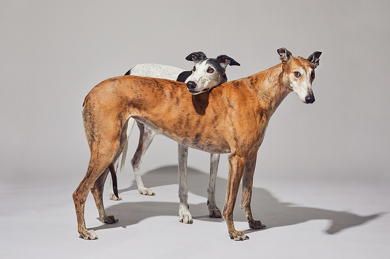 Two greyhound dogs on grey background