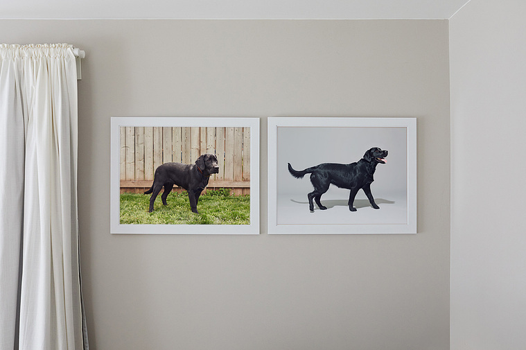 Two framed photographs of a black dog