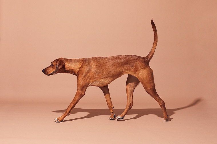 Red hound dog walking on beige backdrop