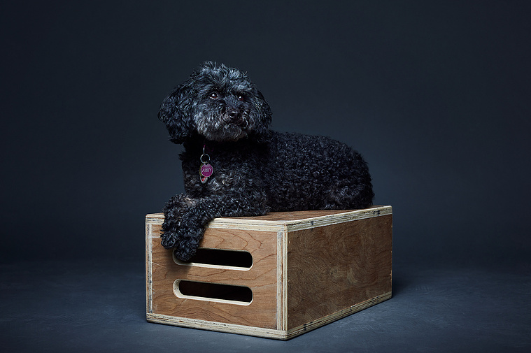 Small black miniature poodle dog lying on wooden box on dark grey background