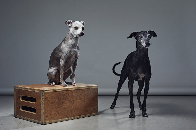 Two small italian greyhound dogs on grey background