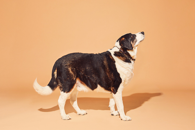 Large black, white and orange dog on beige background