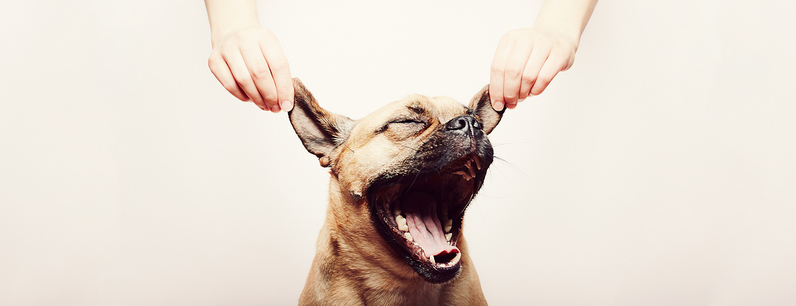 Pug beagle dog yawning with hands holding it's ears up