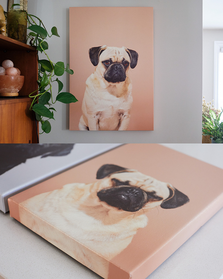 Canvas print of pug dog