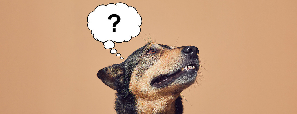 Black and orange dog on beige background looking inquisitive with a question mark above it's head
