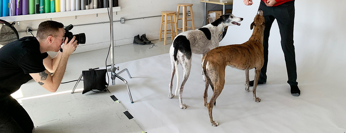 Man with camera taking photographs of two dogs in studio