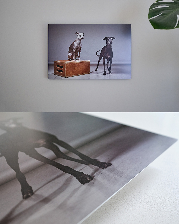 Metal print of two italian greyhound dogs