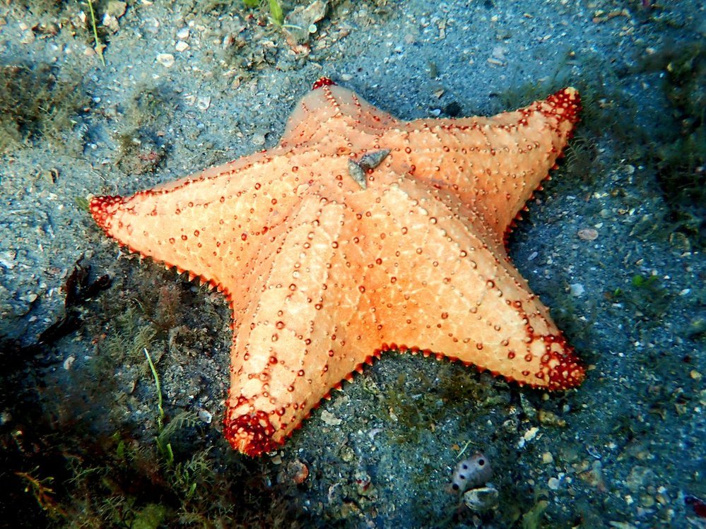 Overharvesting of this specific type of star for decorative purposes has led to a decline in population off the coasts of Florida. This star was spotted on a dive at Blue Heron Bridge, Florida.