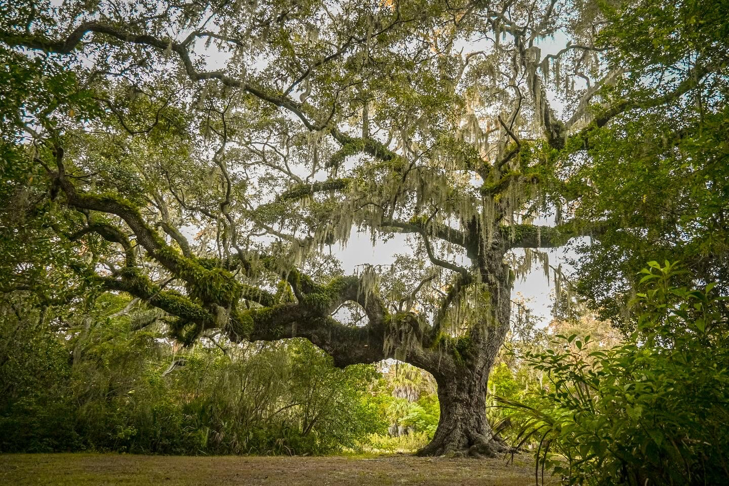 landscape photography, florida, philippe park