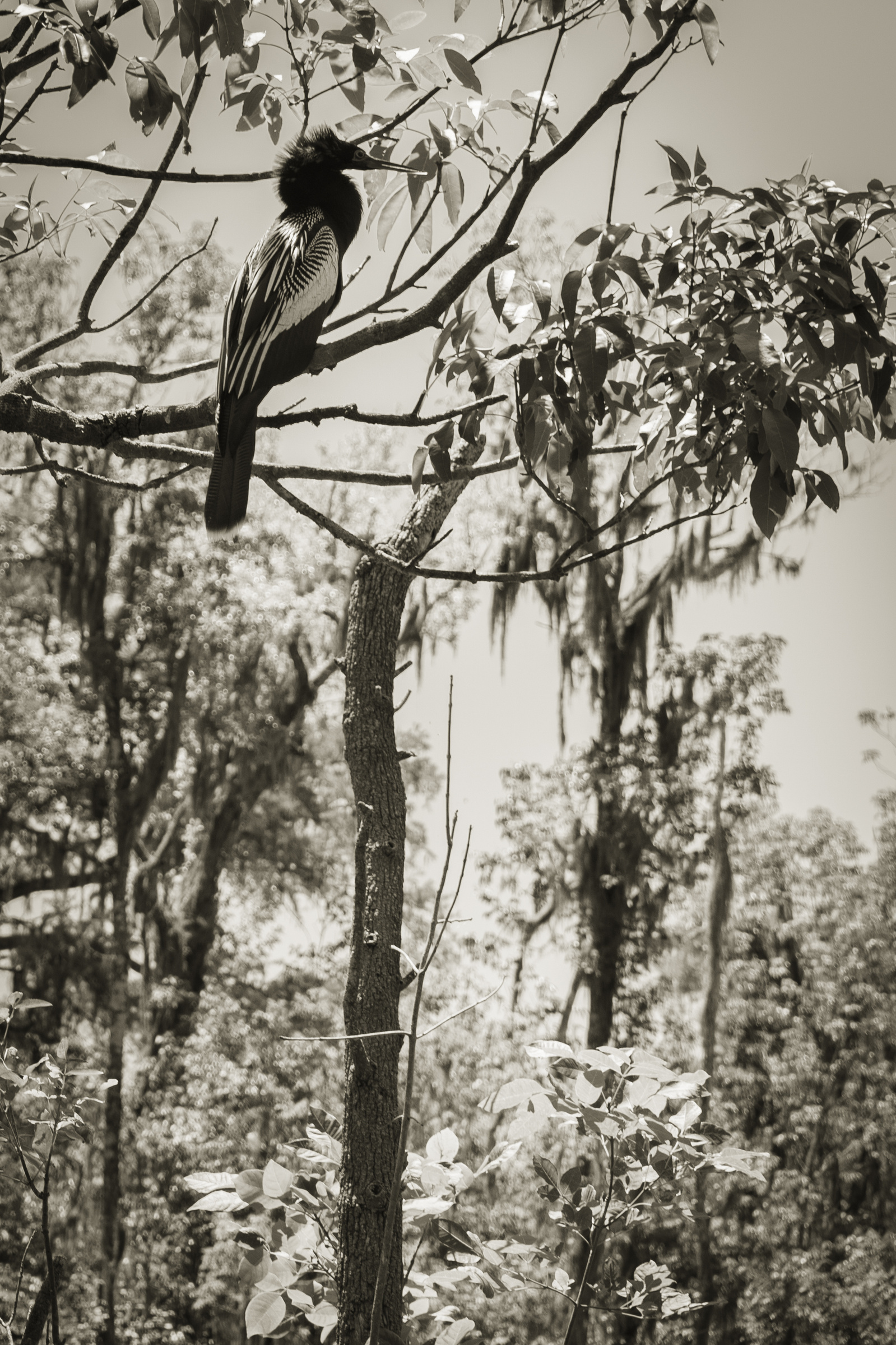 Silver springs state park