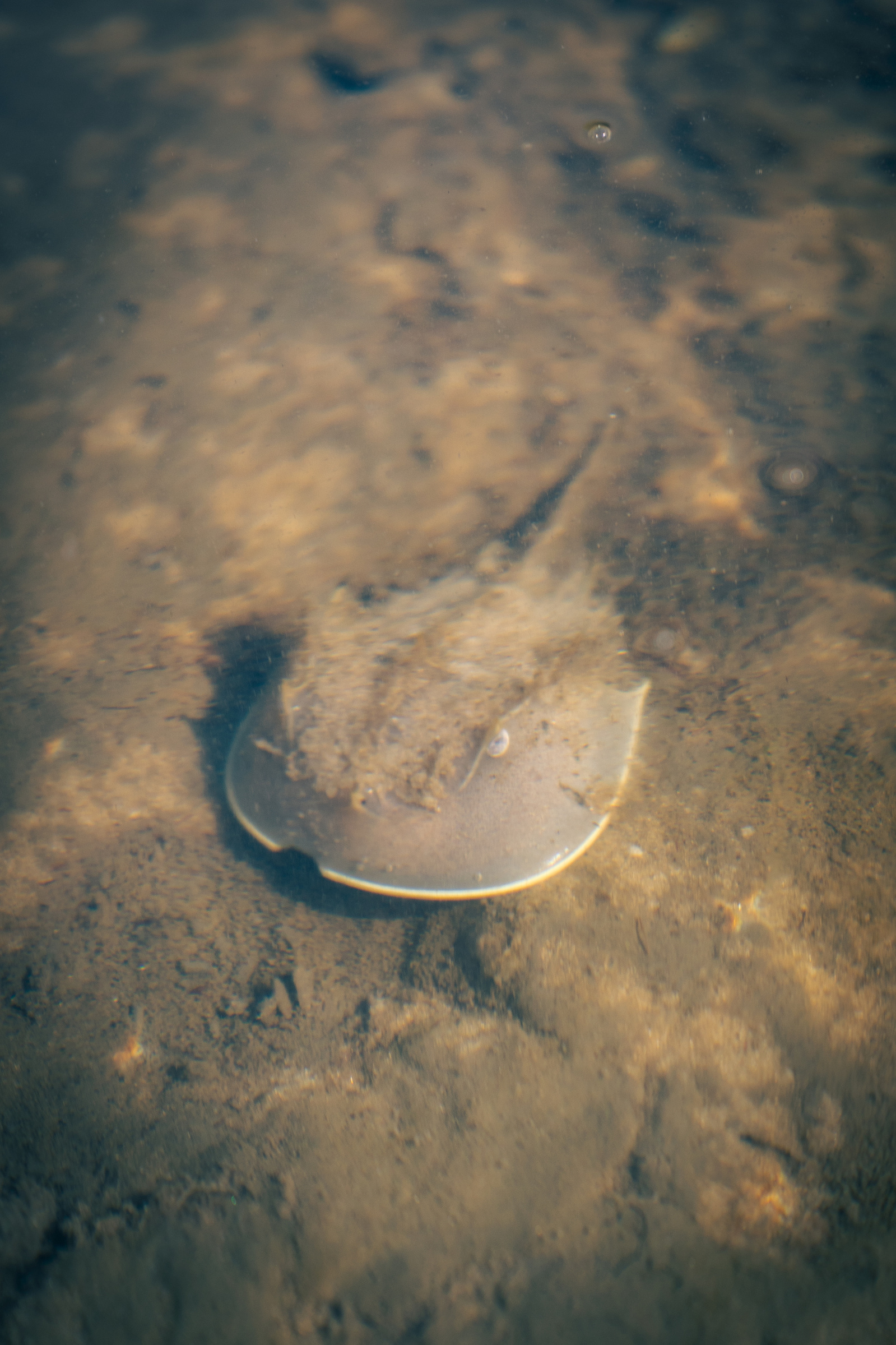 mangrove horseshoe crab, salt water animals, prehistoric creatures, florida wildlife photographer